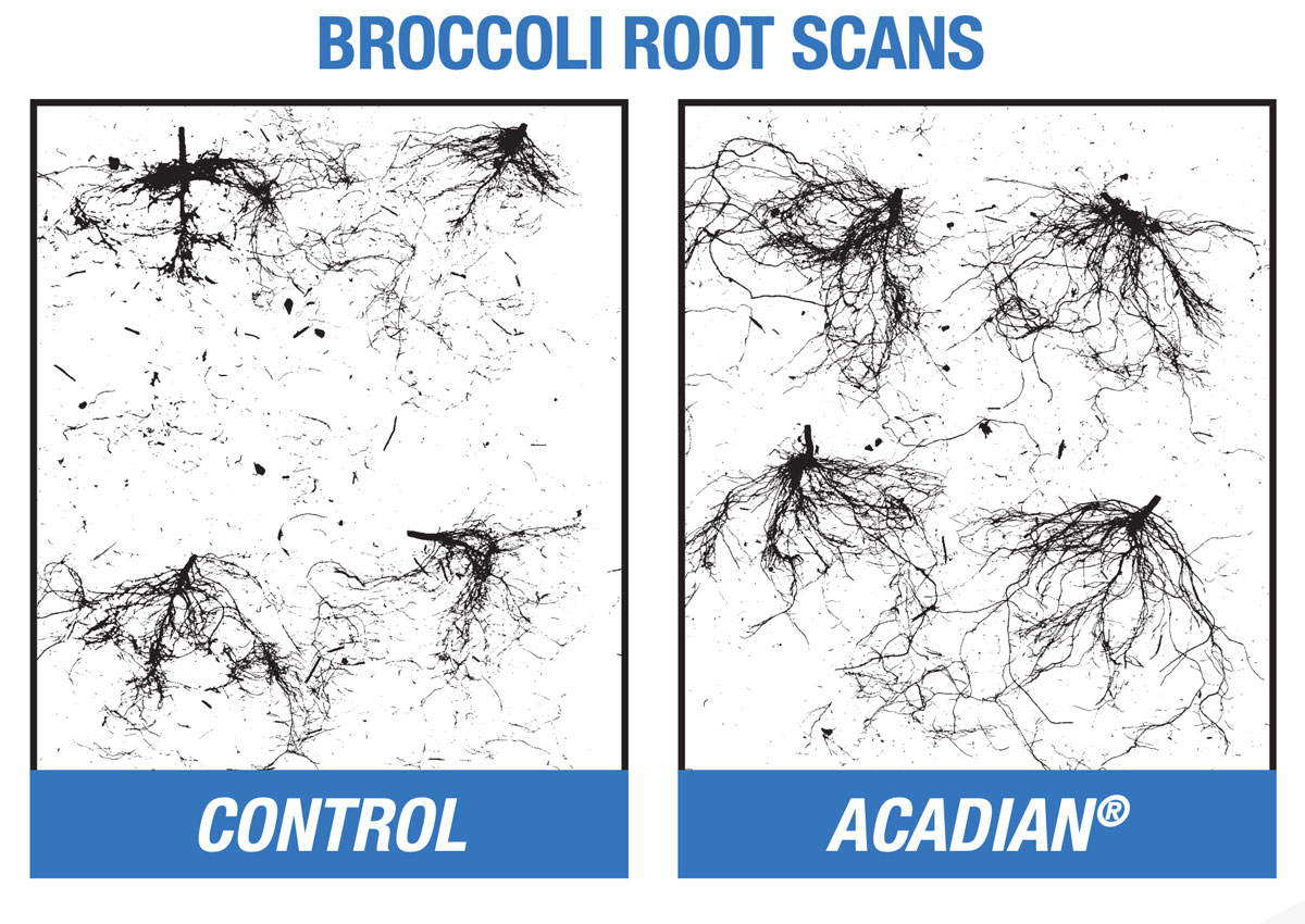 Broccoli Root Scans