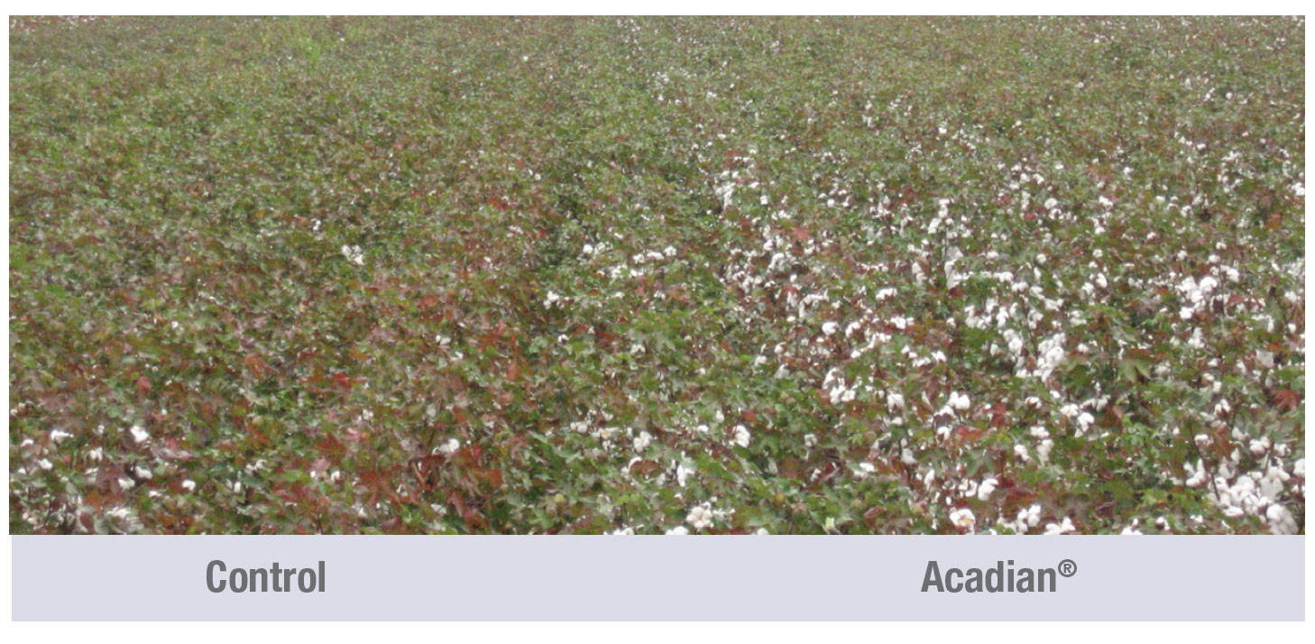 Acadian Organic Cotton Field