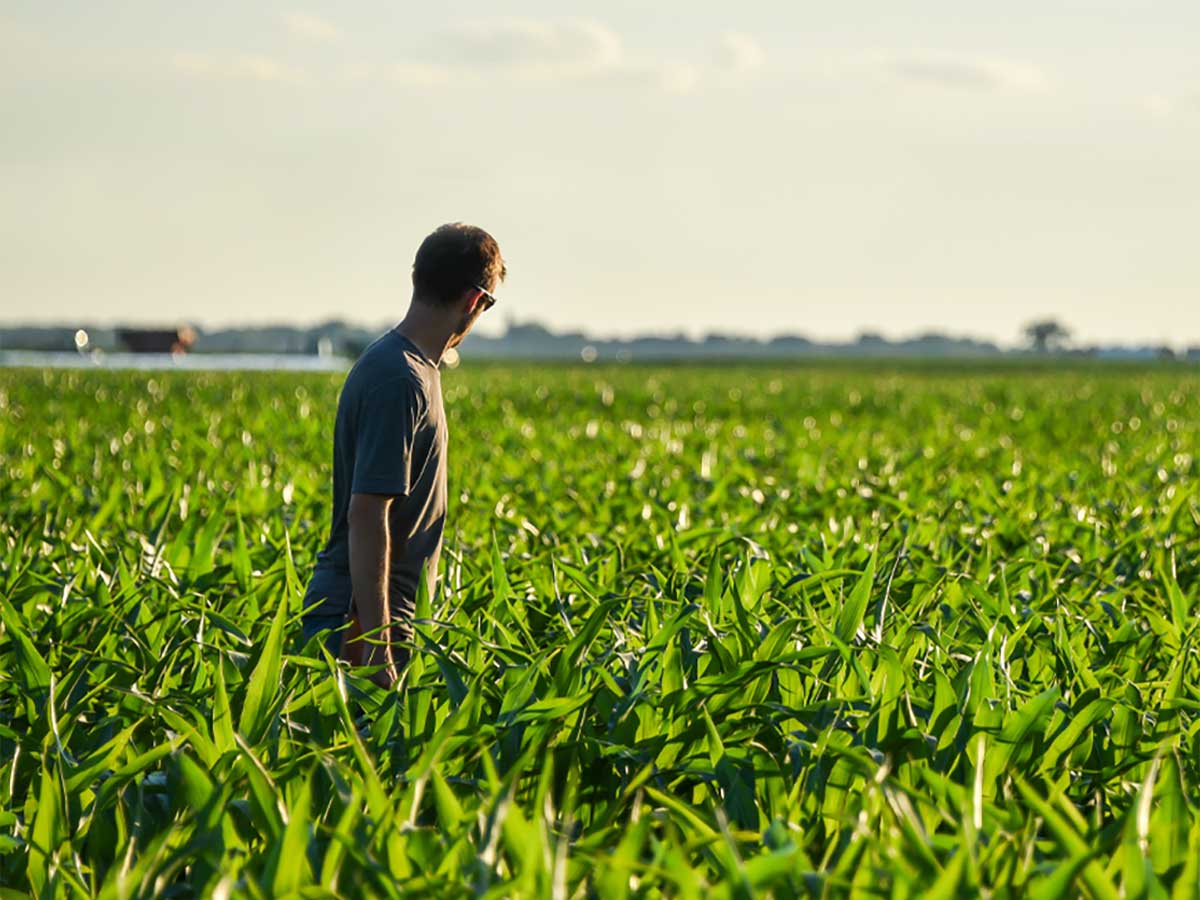 Man in cornfield