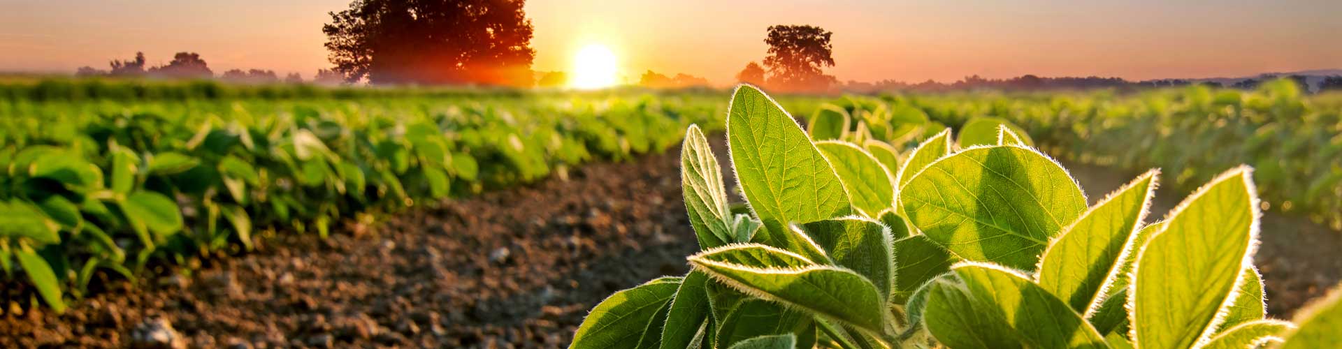 Home Acadian Plant Health