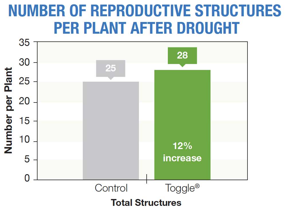 Number of Reproductive Structures Per Plant After Drought