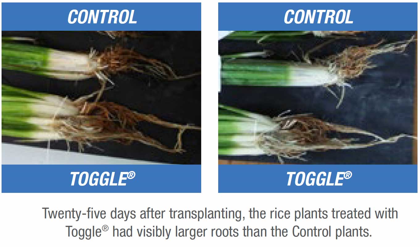 Rice - Control vs Toggle