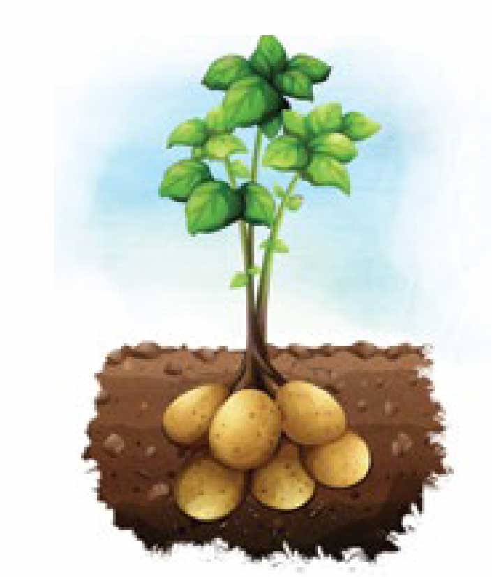 Potatoes growing